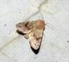 Orthosia incerta